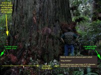 Redwood600.jpg