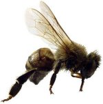killerbee.jpg