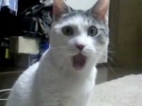 funny-omg-cats-782.jpg