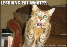 Puddy tat.jpg