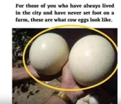 1746096221402.png.webp