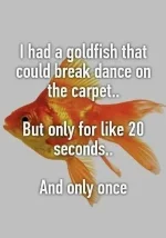 funny_picdump_640_high_35_fbe107.webp
