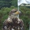 Eagle1