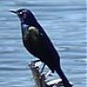 CommonGrackle