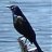 CommonGrackle
